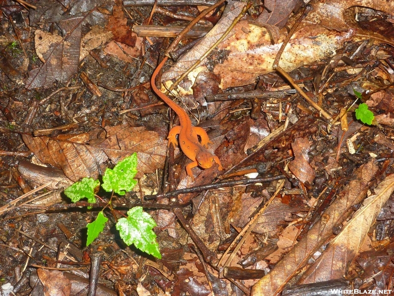 Red Elf Newt Salamander Va