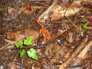 Red Elf Newt Salamander Va by Rain Man in Views in Virginia & West Virginia