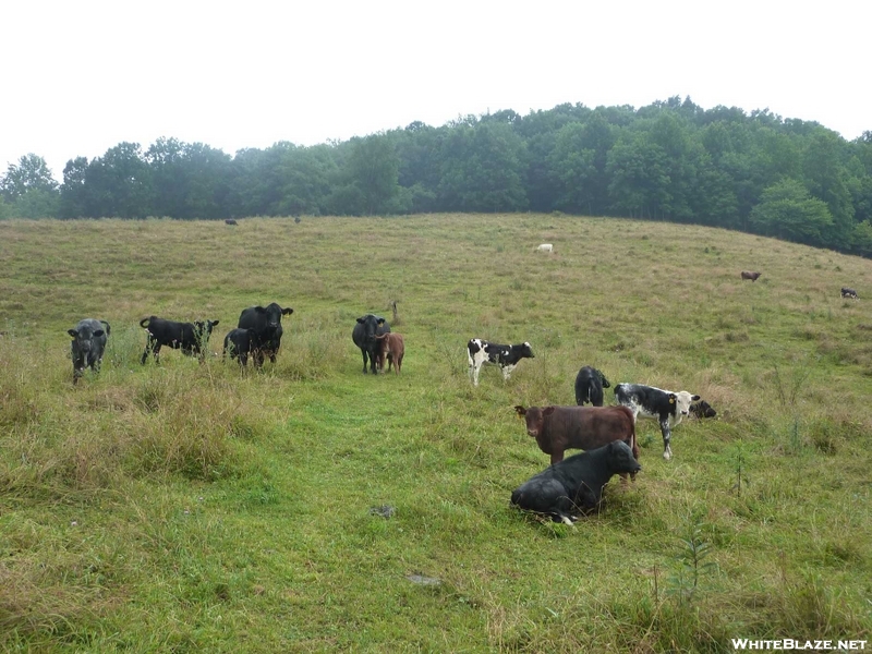 Cow Pasture at VA 610