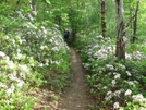 Mountain Laurel In Va by Rain Man in Trail & Blazes in Virginia & West Virginia