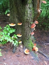 Fungii At Brown Mtn Creek by Rain Man in Trail & Blazes in Virginia & West Virginia