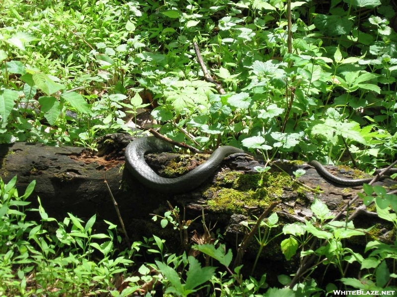 Black Snake In Va