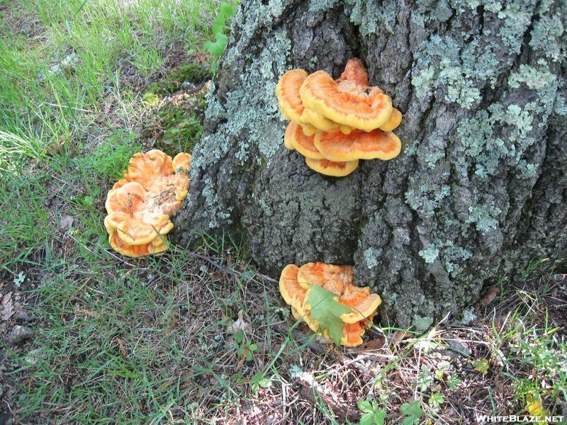 Fungii In Va