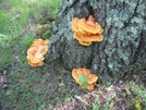 Fungii In Va by Rain Man in Trail & Blazes in Virginia & West Virginia