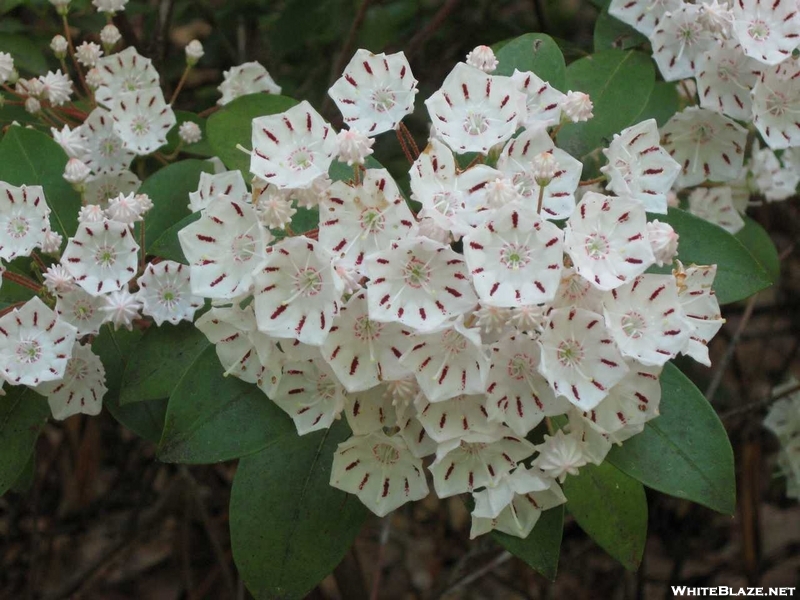 Mountain Laurel, Va