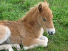 Grayson Highlands Pony, Va by Rain Man in Views in Virginia & West Virginia