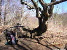 Famous Bly Gap Tree, NC by Rain Man in Views in Georgia