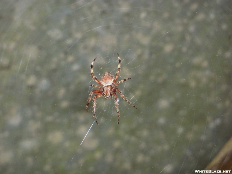 Spider At Bobblet's Gap Shelter, Va