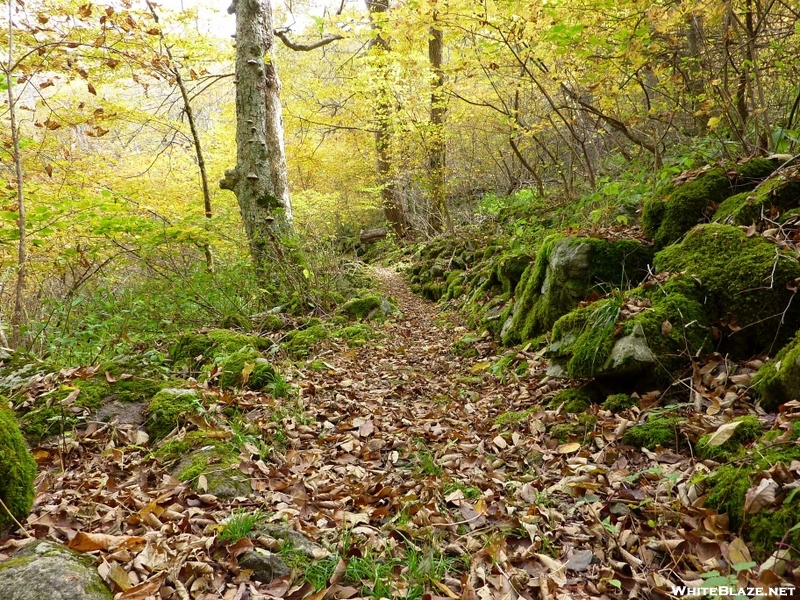 Trail Near Cornelious Creek Shelter, Va