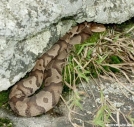 Copperhead, Big Cedar Mtn, GA by Rain Man in Snakes