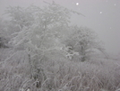 Beech Mtn & Buzzard Rock, Va by Rain Man in Trail & Blazes in Virginia & West Virginia