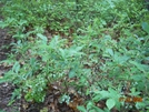 Blueberries On Pond Mtn, Tn by Rain Man in Trail & Blazes in North Carolina & Tennessee