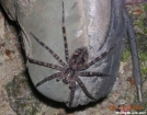 BIG Spider in PA by Rain Man in Other