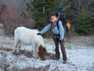 Grayson Highlands Pony Thanksgiving '09 by Rain Man in Trail & Blazes in Virginia & West Virginia