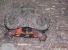 Wood Turtle in NY/NJ