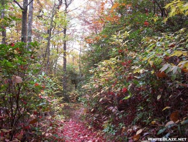 Autumn Day on the Trail near Neel\'s Gap