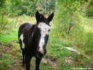 Crazy Horse in TN by Hikerhead in Other