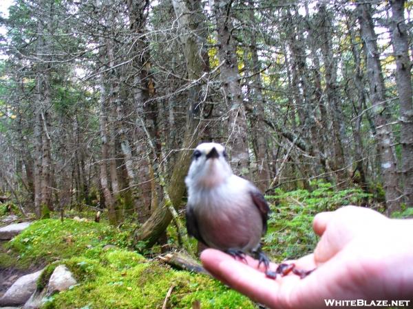 Canadian Jay