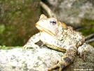 Trail Frog by Hikerhead in Other