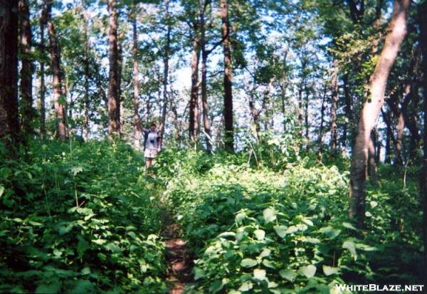 Approach trail in July