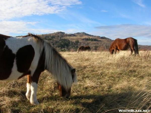 Grayson Ponies