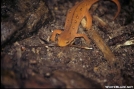 Orange Newt