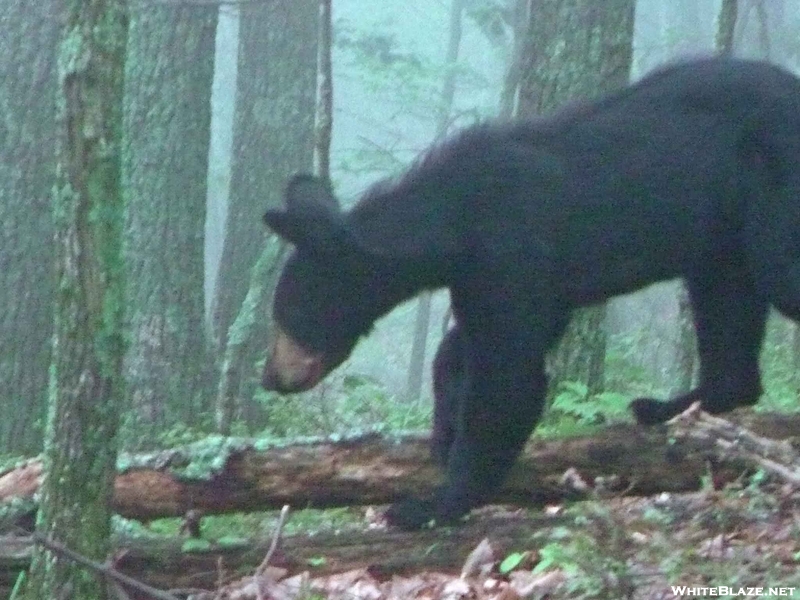 Bear 2 Miles North Of Fulhardt Shelter 8-15-09 #2