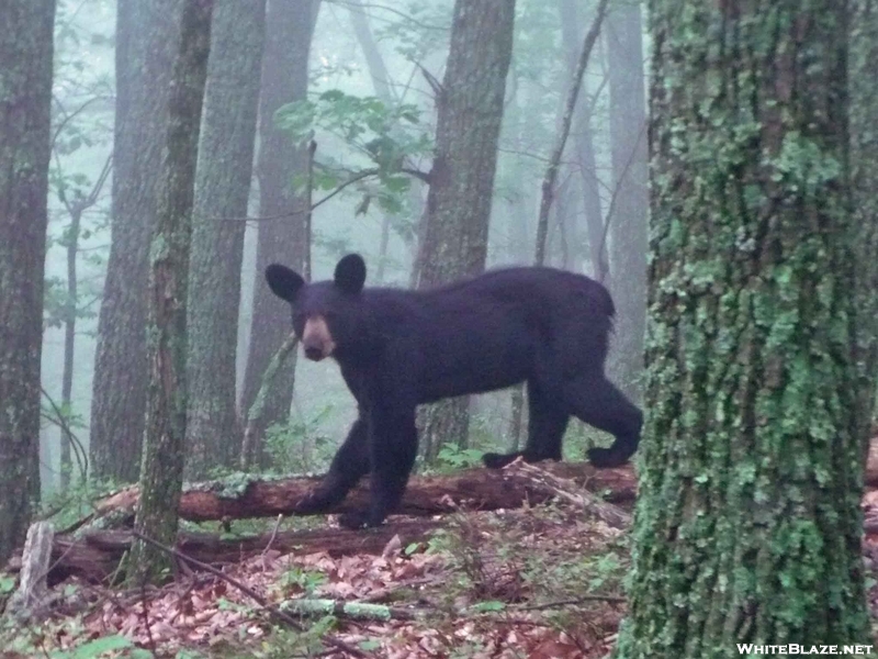 Bear 2 Miles North Of Fulhardt Shelter 8-15-09 #3