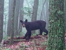 Bear 2 Miles North Of Fulhardt Shelter 8-15-09 #3