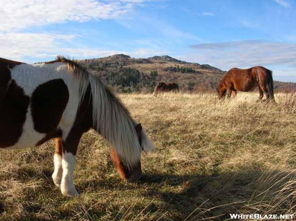 Ponies at Grayson Highlands