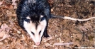 Possum by Hikerhead in Other