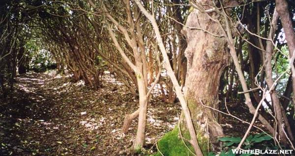 Rhododendrum Tunnel