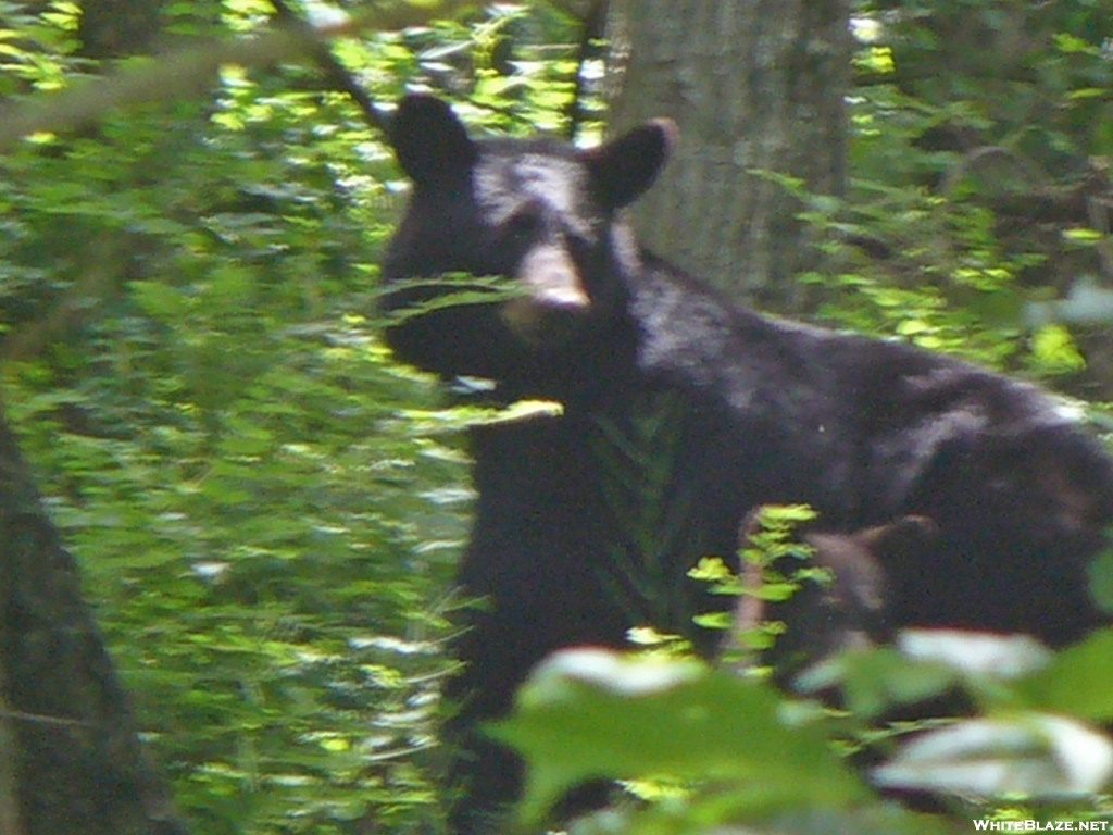 SNP/Beahm Gap Bear and cub