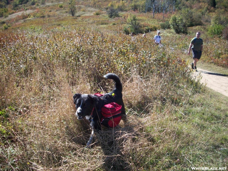 Art Loeb Trail