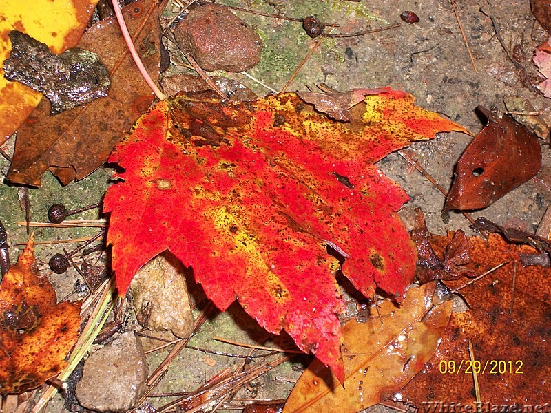 Fall leaf