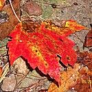 Fall leaf by Loretta in Flowers