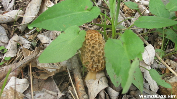 Morel Mushroom In Missouri