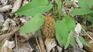 Morel Mushroom In Missouri by Erin in Other Trails