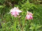 Need Help Identifying These At Flowers From Va by -SEEKER- in Flowers