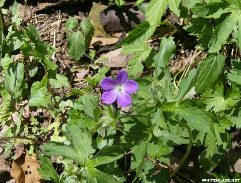 Need Help Identifying These At Flowers