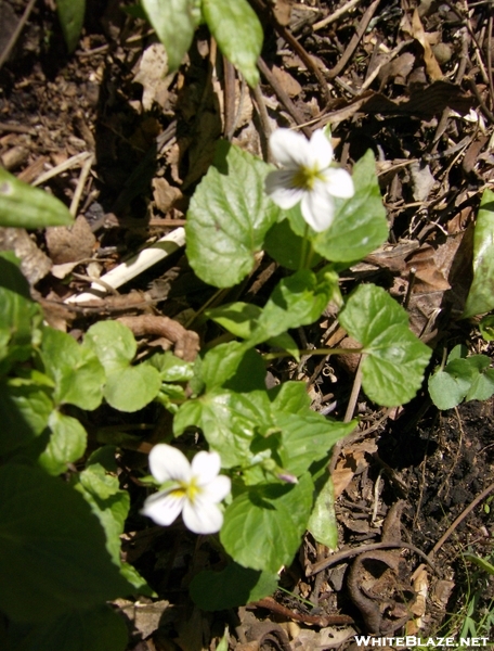 Need Help Identifying These At Flowers