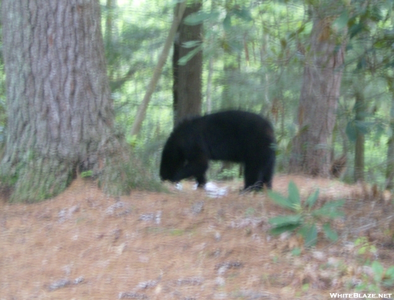 At- North Carolina