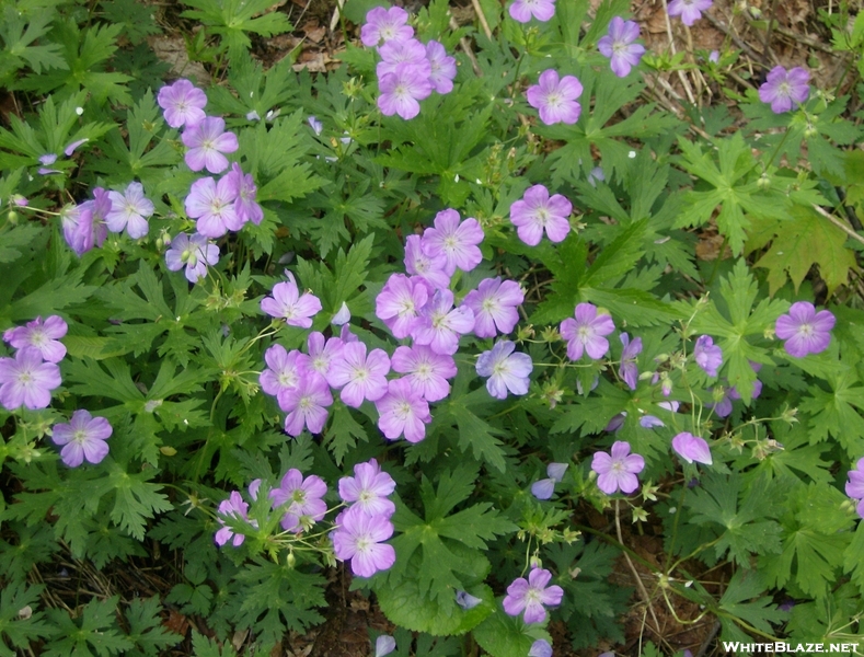 Need Help Identifying These At Flowers