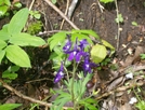 Need Help Identifying These At Flowers by -SEEKER- in Flowers