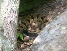 Timber Rattler by -SEEKER- in Snakes