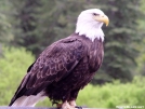 Alaskan Eagle by Aswah in Other Trails