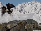 Alaskan Eagle by Aswah in Other Trails