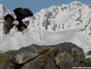 Alaskan Eagle