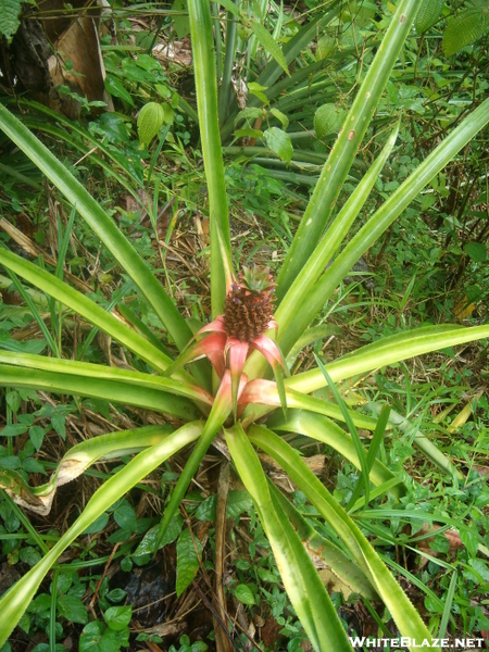 St. Lucia Hike