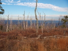 Trail in NJ by Jaybird62 in Trail & Blazes in New Jersey & New York